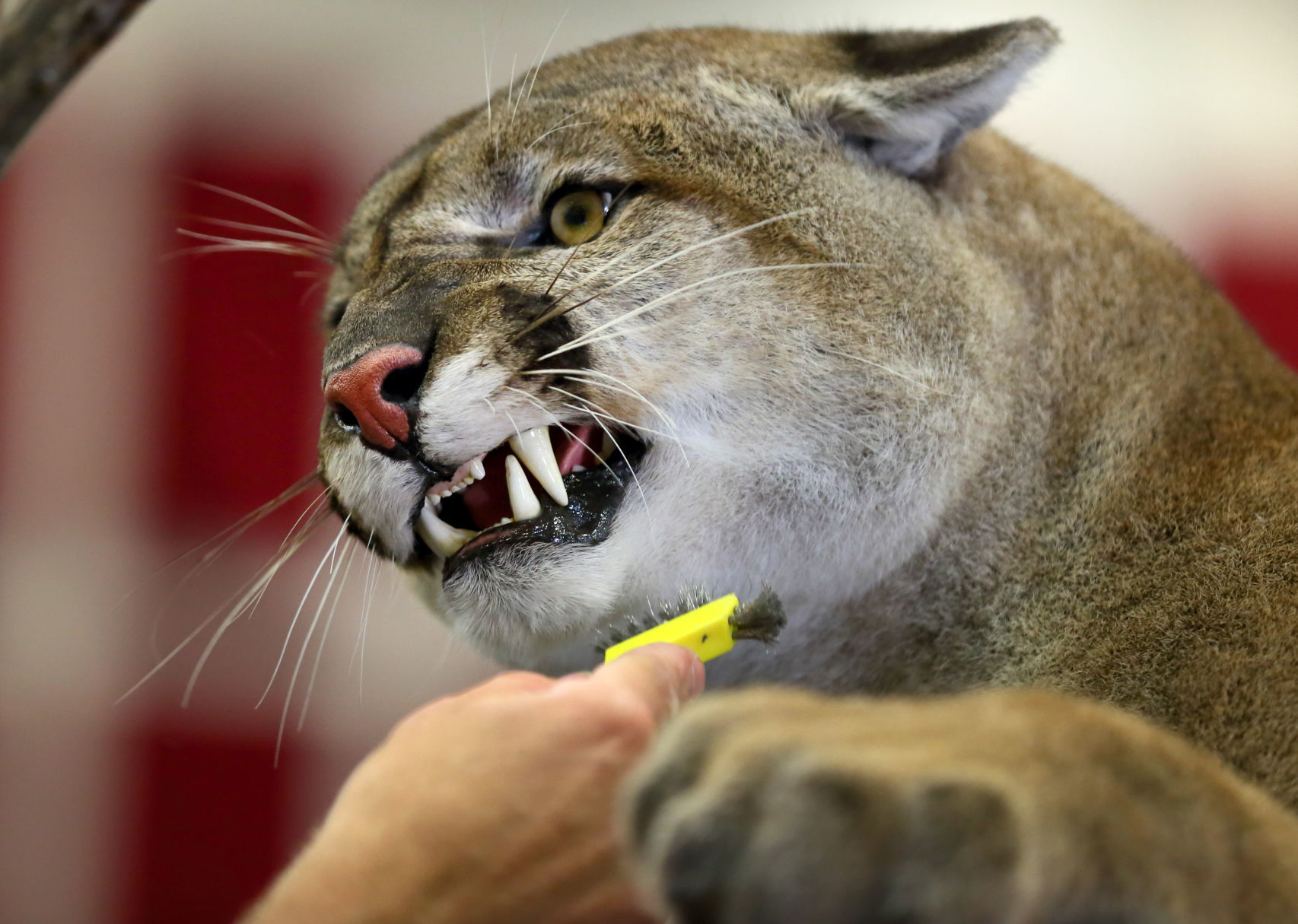 2019 World Taxidermy & Fish Carving Championships in Springfield, Mo.